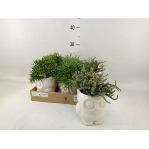 Rhipsalis   ...mix