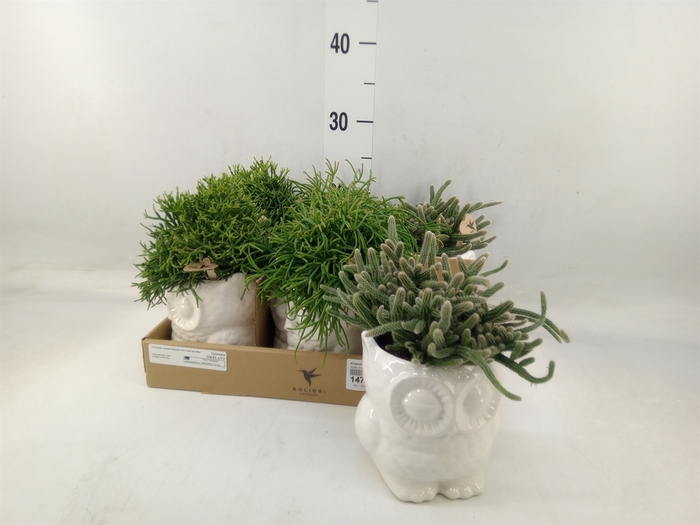<h4>Rhipsalis   ...mix</h4>