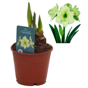 Hippeastrum Luna exclusief