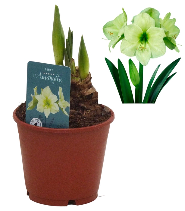 <h4>Hippeastrum Luna exclusief</h4>