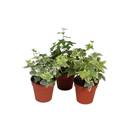 <h4>Hedera He Gemengd</h4>
