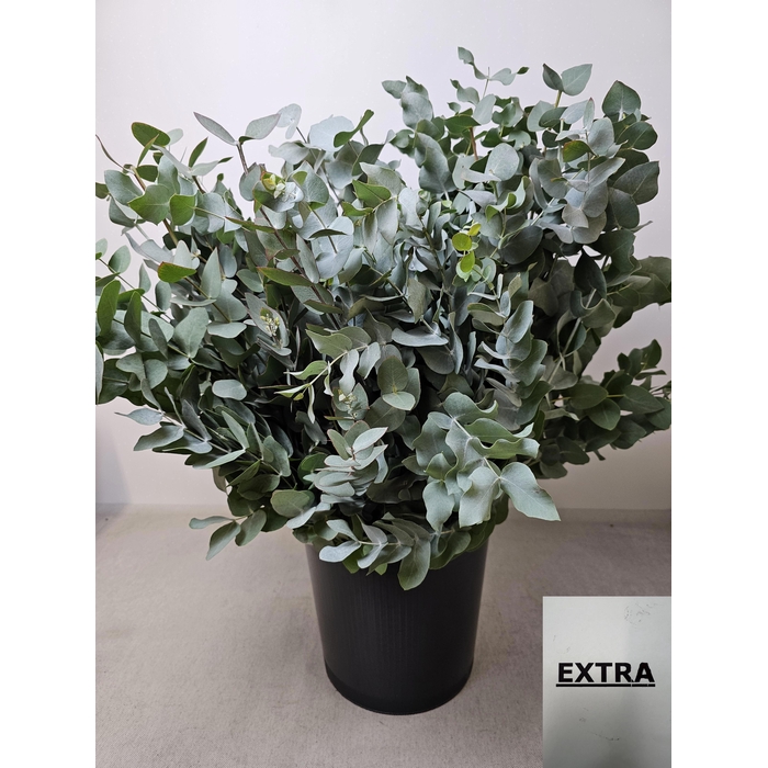<h4>EUC CINEREA PB EXTRA</h4>
