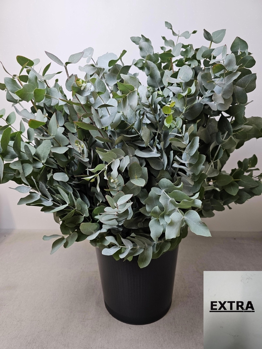 EUC CINEREA PB EXTRA