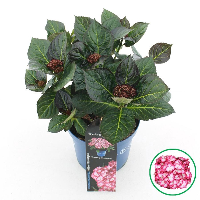 <h4>Hydrangea macr. Royalty® 'Beauty of Boskoop'® C3.5 (20cm.) Kn.</h4>