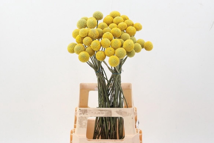 <h4>CRAS PAINTBALL POP</h4>