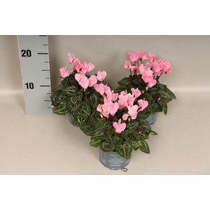 Cyclamen Super Serie Zalm Rose 