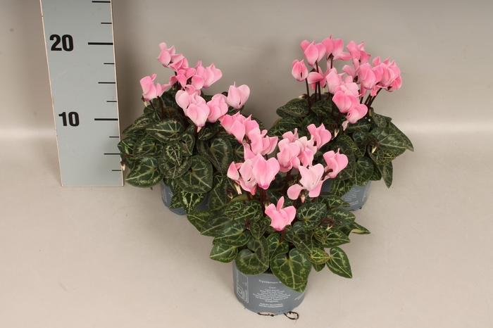 Cyclamen Super Serie Zalm Rose 