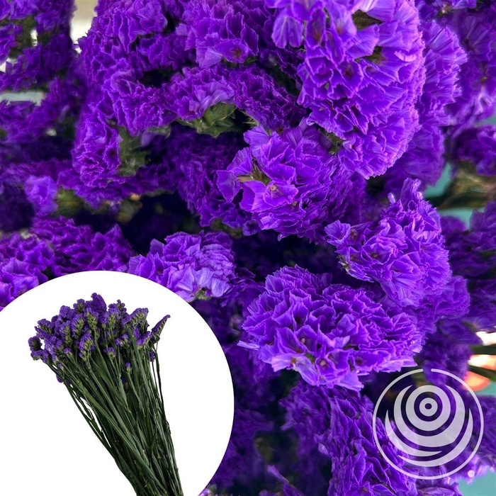 <h4>Statice Blue 70cm</h4>