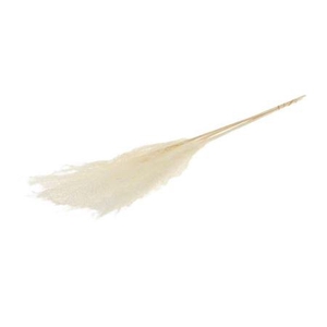 Dried Silvergrass Bleached Bunch 5 Pcs