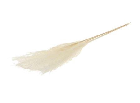 <h4>Dried Silvergrass Bleached Bunch 5 Pcs</h4>