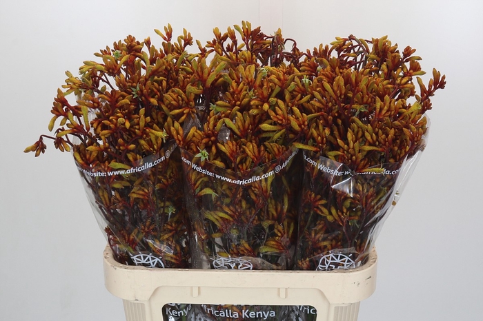 <h4>Anigozanthos Gold Fever</h4>