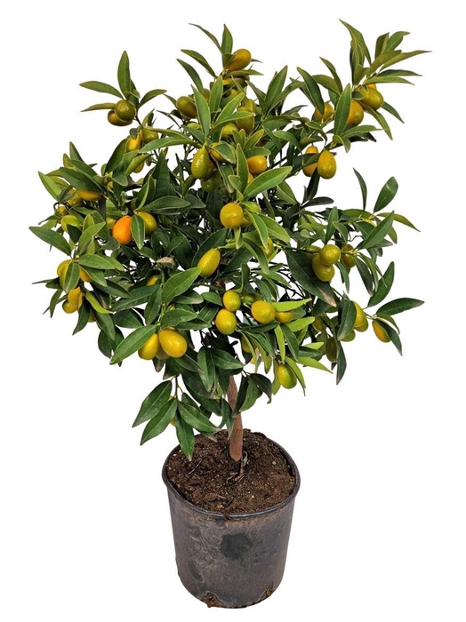 <h4>Citrus Kumquat Stem</h4>