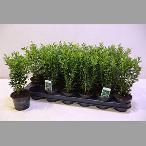 Buxu Sempervirens