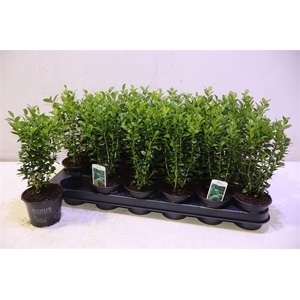 arr8 Buxu Sempervirens