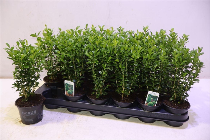 <h4>arr8 Buxu Sempervirens</h4>