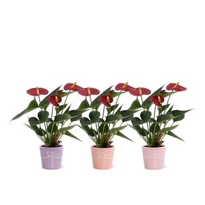 Anthurium Diamond Red in Romy ceramics