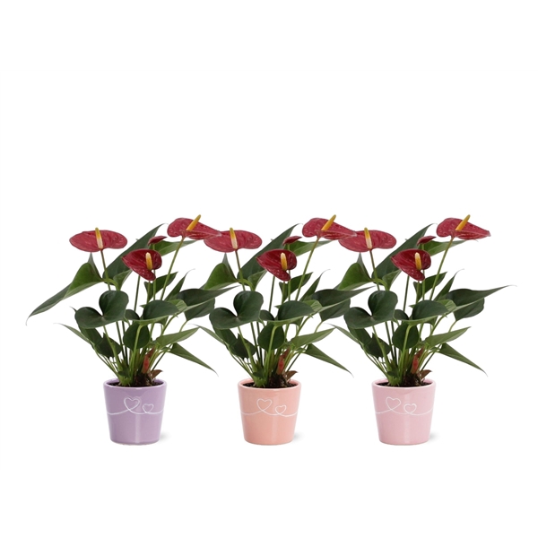 <h4>Anthurium Diamond Red in Romy ceramics</h4>