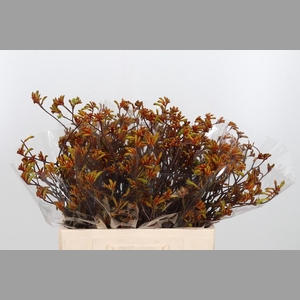 Anigozanthos Flav Bush Sun