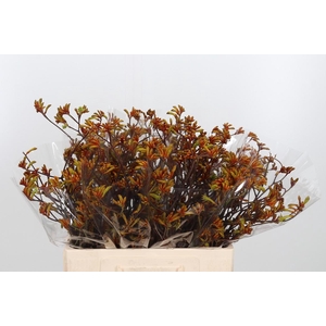 Anigozanthos Flav Bush Sun