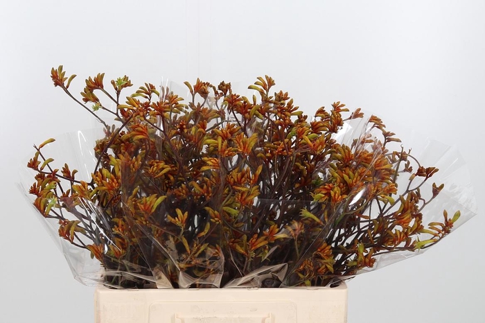 <h4>Anigozanthos Flav Bush Sun</h4>