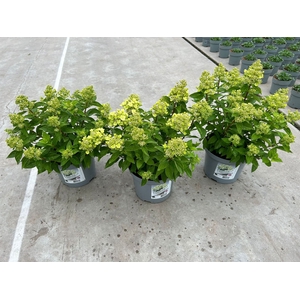 Hydrangea pan. 'Panflora'