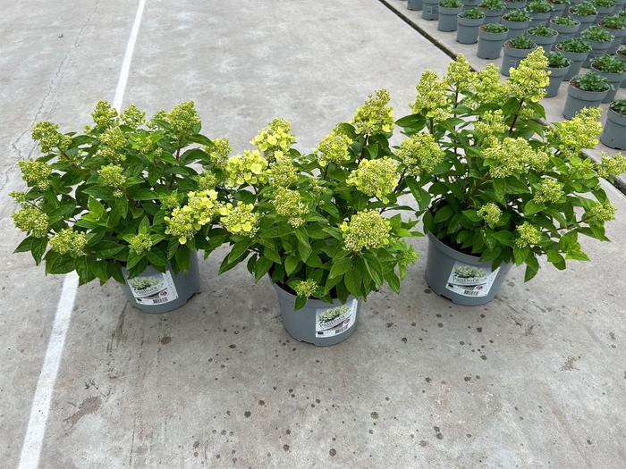 <h4>Hydrangea pan. 'Panflora'</h4>