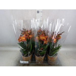 Phalaenopsis multi. 'Ant Las Vegas'
