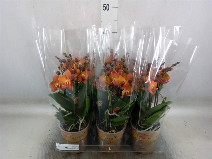<h4>Phalaenopsis multi. 'Ant Las Vegas'</h4>