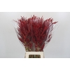 Bromelia Red Paloma