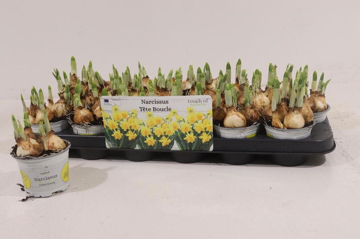 <h4>NARC D TETE BOUCLE</h4>