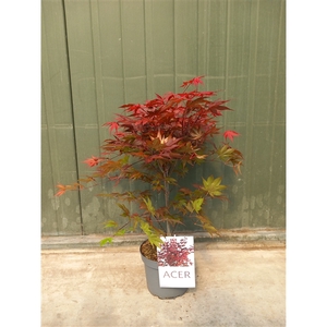 Acer pal. Atropurpureum