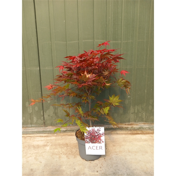 <h4>Acer pal. Atropurpureum</h4>