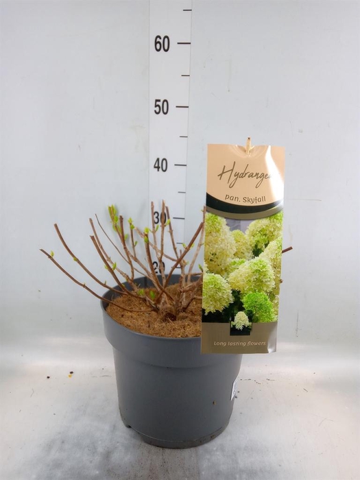 <h4>Hydrangea pan.</h4>