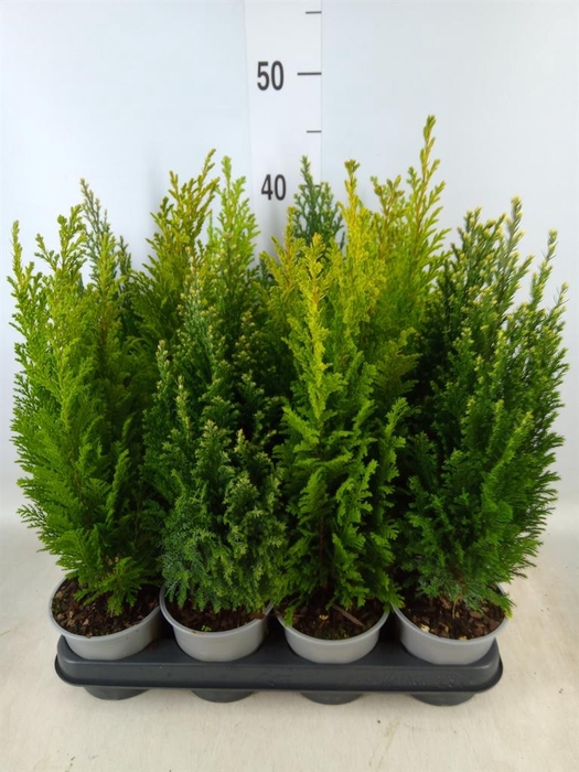 <h4>Conifers ...mix</h4>