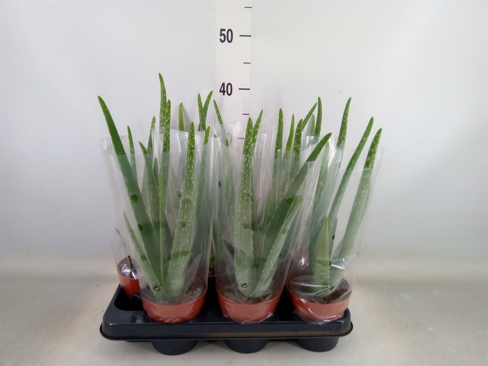 <h4>Aloe vera</h4>