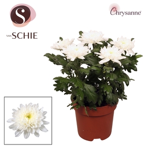 Chrys Zembla Next White P17