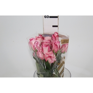 ROSA VANIA 050 CM ESTUFA
