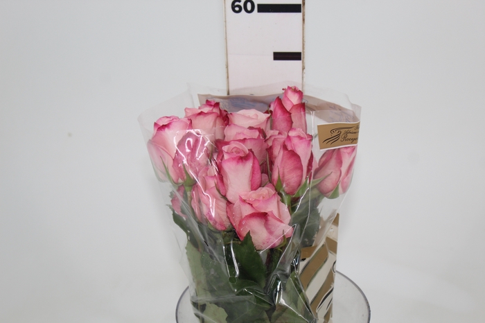 <h4>ROSA VANIA 050 CM ESTUFA</h4>