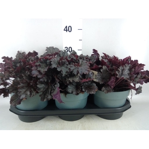 Heuchera  'Indian Summer'   ...mix