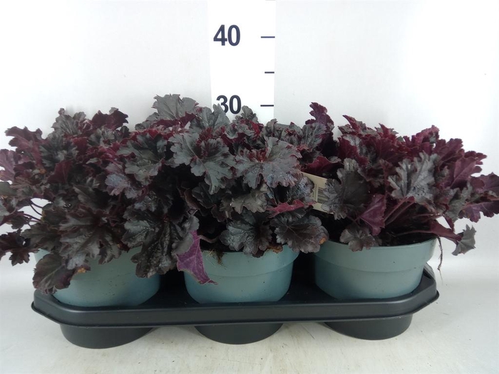 <h4>Heuchera  'Indian Summer'   ...mix</h4>