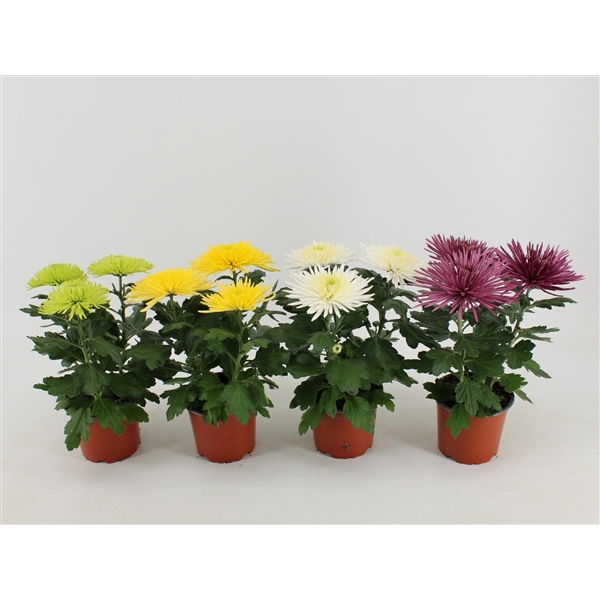 <h4>Chrysant Anastasia Gemengd</h4>