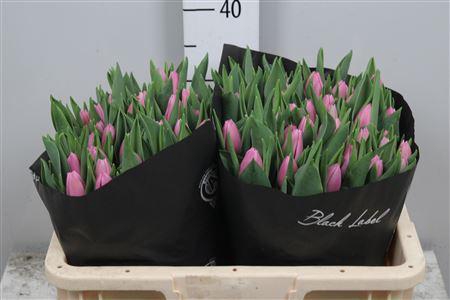 <h4>Tu En Sirikit</h4>