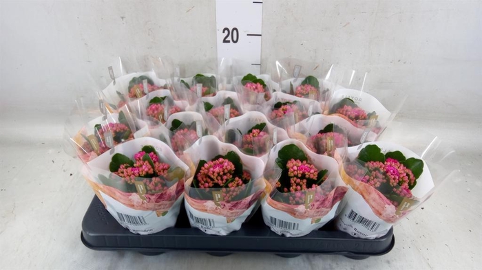 <h4>Kalanchoe blos. 'RosDon Victorio'</h4>