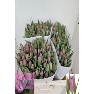 Tulipa do double price