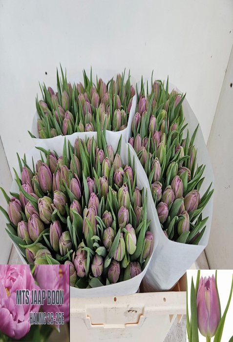 <h4>Tulipa do double price</h4>