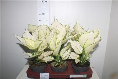 <h4>Aglao White Joy</h4>