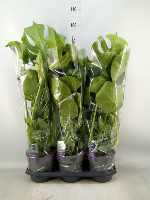 <h4>Monstera delic.</h4>