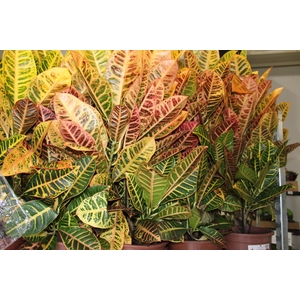 CROTON HIBRIDO PETRA P24