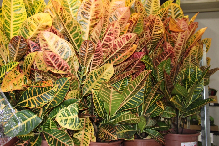 <h4>CROTON HIBRIDO PETRA P24</h4>