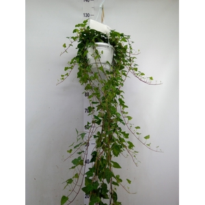 Hedera helix 'Anna'